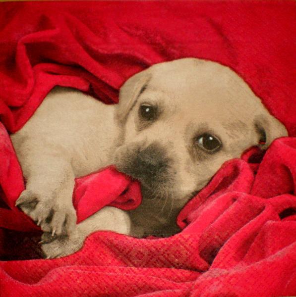 005 Dogs -3-lagig - Ti-Flair